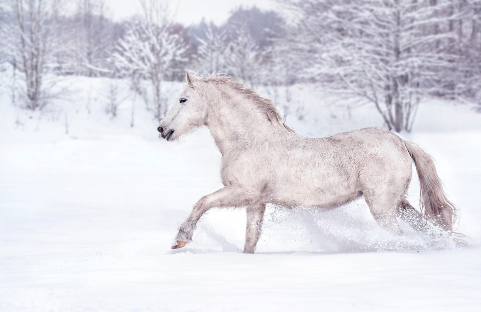Input image: image_dynamic_photorealistic_articulated_0004