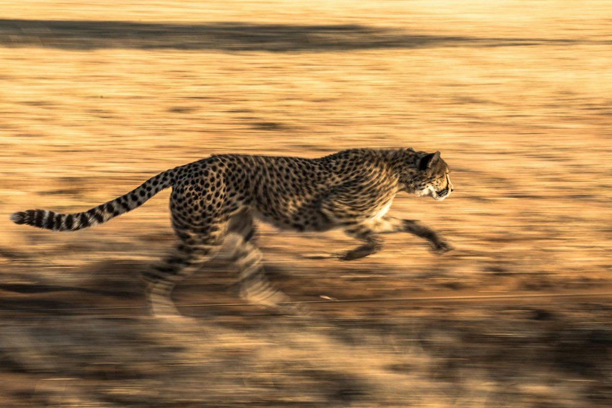Input image: image_dynamic_photorealistic_articulated_0136