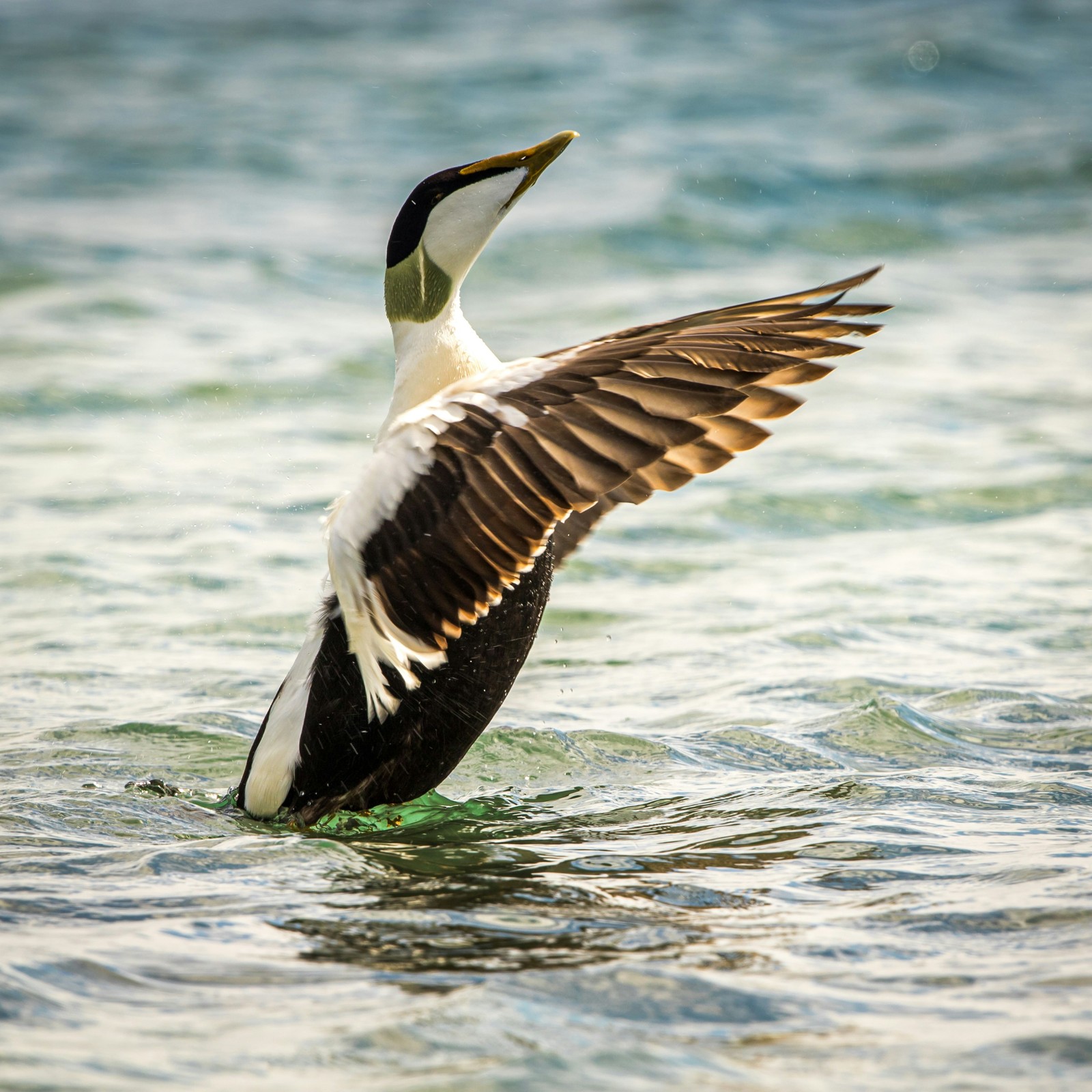 Input image: image_dynamic_photorealistic_articulated_0148